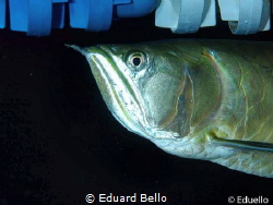 Silver Arowana, great fish by Eduard Bello 